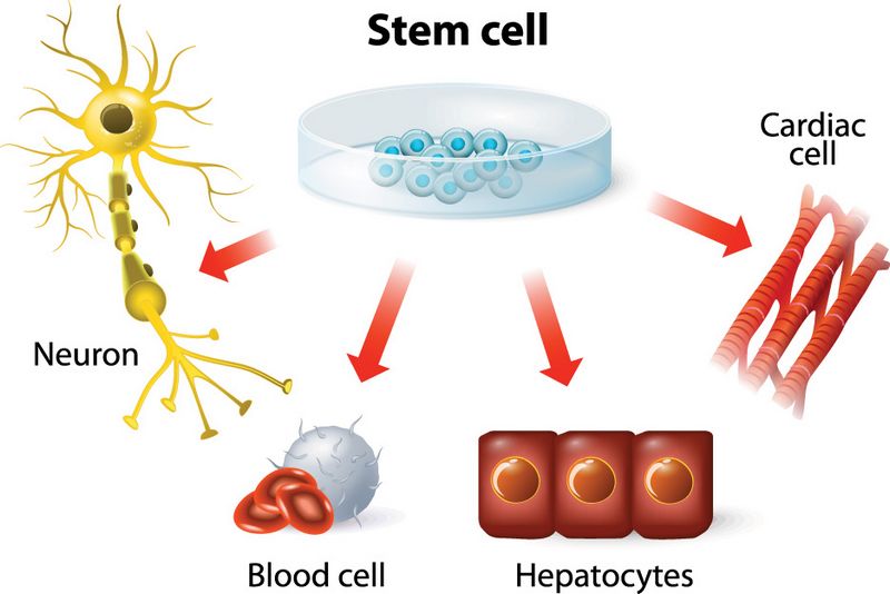 Vibrant Health is leading provider for stem cell treatment in Kirkland, WA 98033.